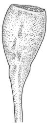 Tridontium tasmanicum, capsule, moist. Drawn from W. Martin, 9 Jan. 1945, CHR 545819.
 Image: R.C.Wagstaff © Landcare Research 2024  CC-BY 4.0